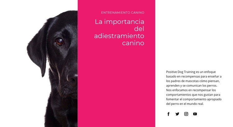 Entendemos como piensan los perros Diseño de páginas web