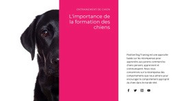 Nous Comprenons Comment Les Chiens Pensent - Conception De Sites Web