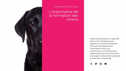 Nous Comprenons Comment Les Chiens Pensent – Thème Joomla