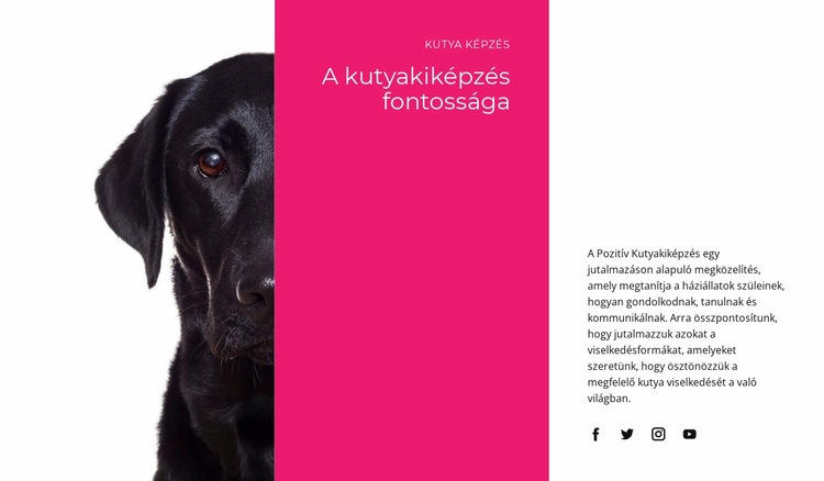 Megértjük a kutyák gondolkodását WordPress Téma