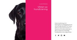 Vi Förstår Hur Hundar Tänker - Webbplatsdesign
