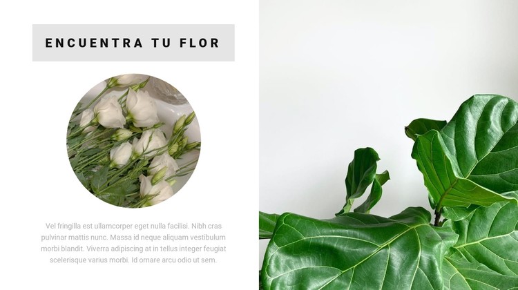 Encuentra tu flor Plantilla CSS