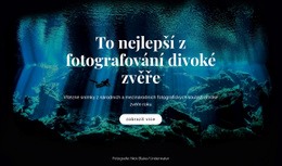 Bezplatná Online Šablona Pro Nejlepší Fotografování Divoké Zvěře