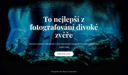 Přizpůsobitelné Profesionální Nástroje Pro Nejlepší Fotografování Divoké Zvěře