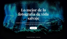 Mejor Fotografía De Vida Salvaje