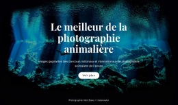 Meilleure Photographie Animalière