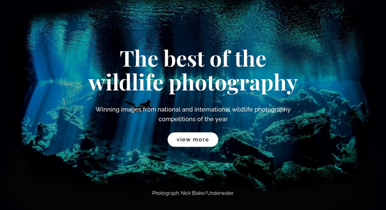 Best wildlife photography  Homepage Design
