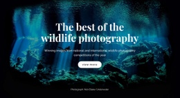 Awesome Html Code For Best Wildlife Photography