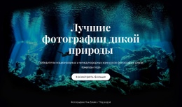 Лучшие Фотографии Дикой Природы — Идеальный Дизайн Веб-Сайта