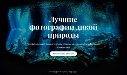 Лучшие Фотографии Дикой Природы – Бесплатная Загрузка Одностраничного Шаблона