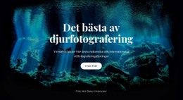 Bästa Djurfotografering HTML5 & CSS3-Mall