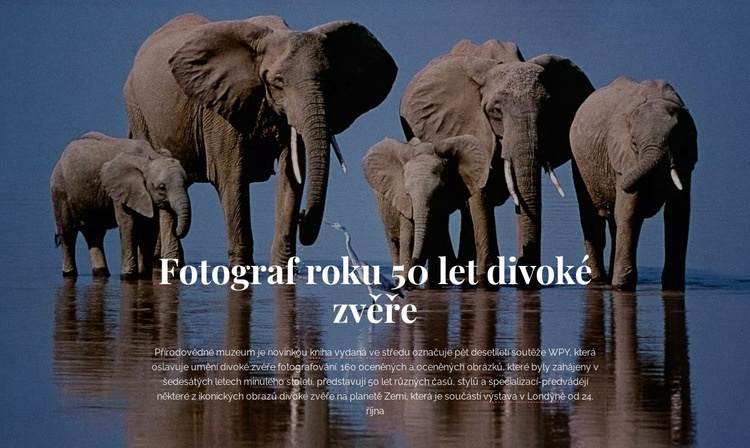 Fotografování divoké zvěře Afrika Šablona CSS