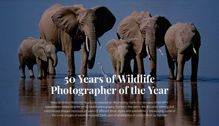 Wildlife photography Africa Elementor Template Alternative