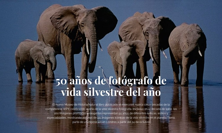 Fotografía de vida silvestre África Creador de sitios web HTML