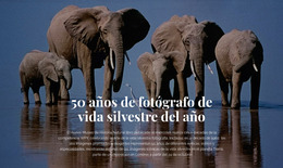 Plantilla Joomla Para Fotografía De Vida Silvestre África