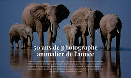 Photographie De La Faune Afrique - Modèle HTML5 Réactif