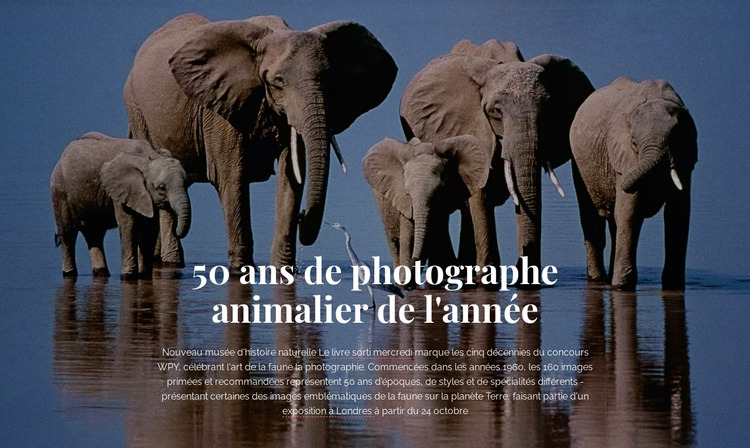 Photographie de la faune Afrique Modèle Joomla