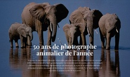 Photographie De La Faune Afrique : Modèle De Site Web D'Une Seule Page