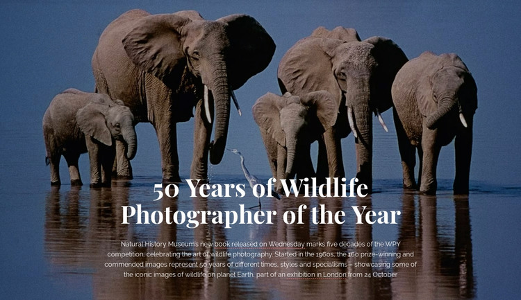 Wildlife photography Africa Homepage Design