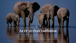 Vadon Élő Állatok Fényképezése Afrika – Professzionális Tervezés