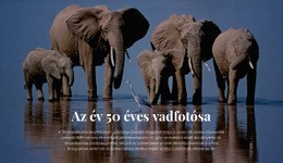 Használatra Kész Webhelytervezés A Következőhöz: Vadon Élő Állatok Fényképezése Afrika