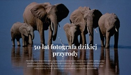 Gotowy Do Użycia Projekt Witryny Dla Fotografia Przyrodnicza Afryka