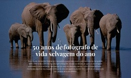 Fotografia Da Vida Selvagem Na África - Modelo De Site De Página Única