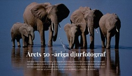 Viltfotografering Afrika - HTML-Sidmall