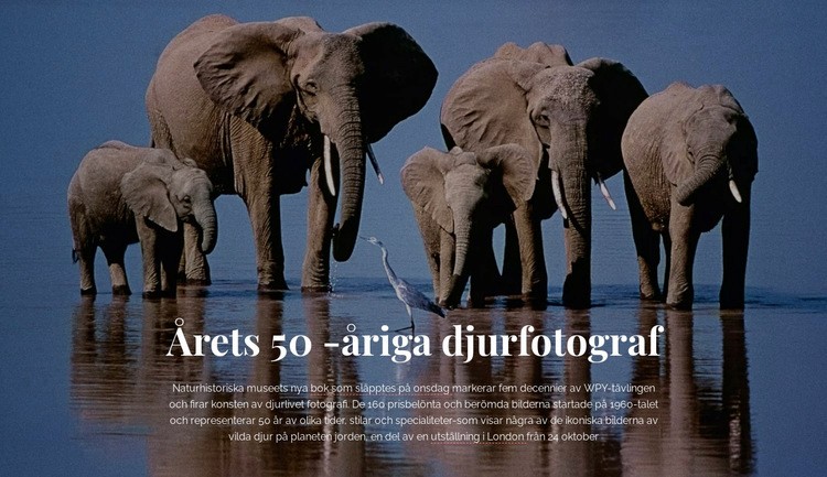 Viltfotografering Afrika Webbplats mall