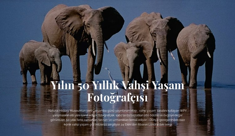 Vahşi yaşam fotoğrafçılığı Afrika CSS Şablonu