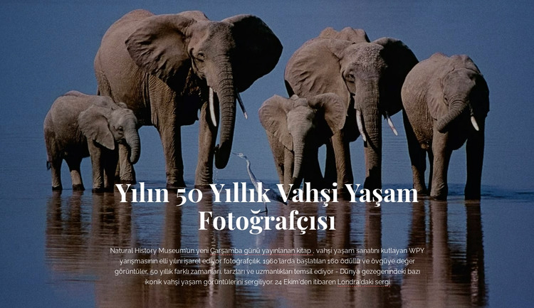 Vahşi yaşam fotoğrafçılığı Afrika HTML Şablonu