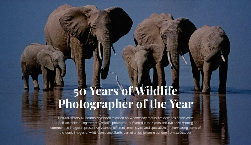 Wildlife photography Africa Web Page Design