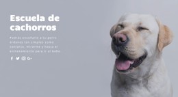 Diseño De Sitio Web Para Entrenamiento Básico De Obediencia