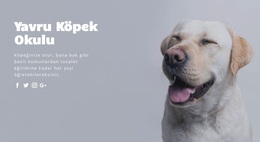 Temel Itaat Eğitimi - Modern WordPress Teması