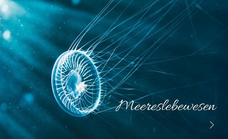 Meereslebewesen Website design