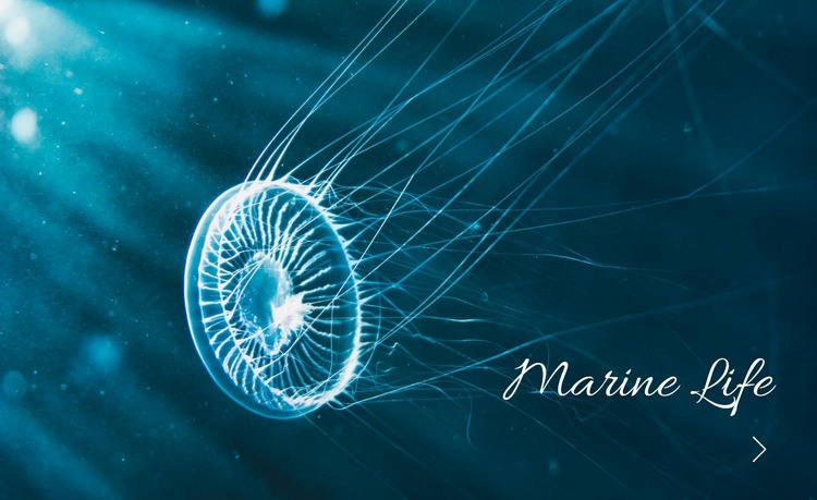Marine life Elementor Template Alternative