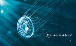 La Vie Marine Modèle