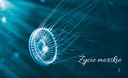 Życie Morskie - Najlepszy Motyw WordPress