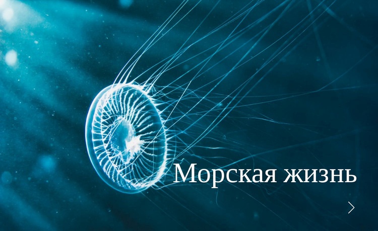 морская жизнь Конструктор сайтов HTML