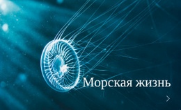 Адаптивный HTML5 Для Морская Жизнь