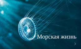 Морская Жизнь – Простой В Использовании Одностраничный Шаблон