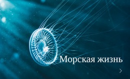 Морская Жизнь – Лучшая Тема WordPress