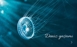 Deniz Yaşamı - En Iyi WordPress Teması