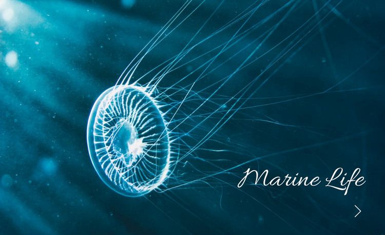 Marine life Web Design