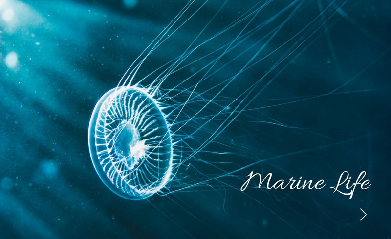 Marine life Web Page Design