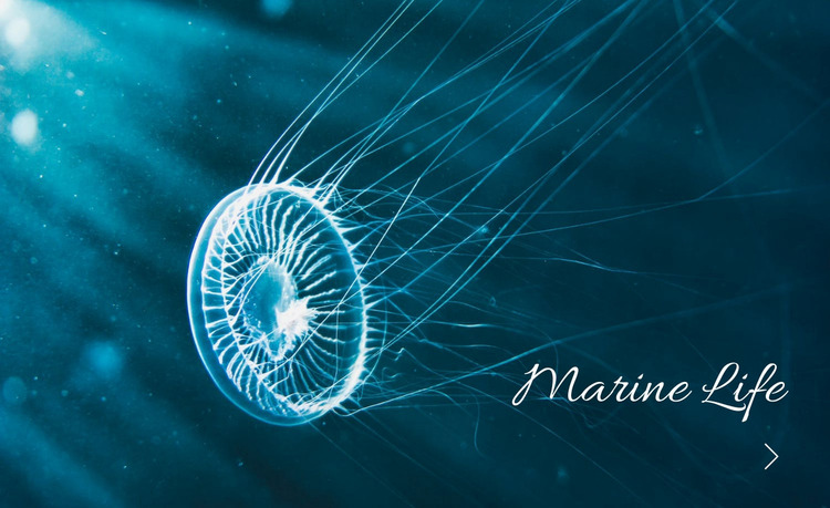 Marine life Website Mockup