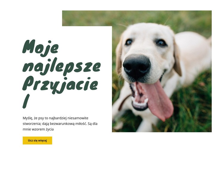 Techniki pielęgnacji psów Projekt strony internetowej