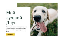 Шаблон CSS Для Техники Ухода За Собакой