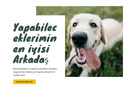 Köpek Bakım Teknikleri Için CSS Şablonu