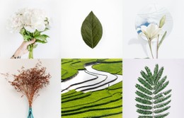 CSS-Layout Für Galerie Mit Pflanzen